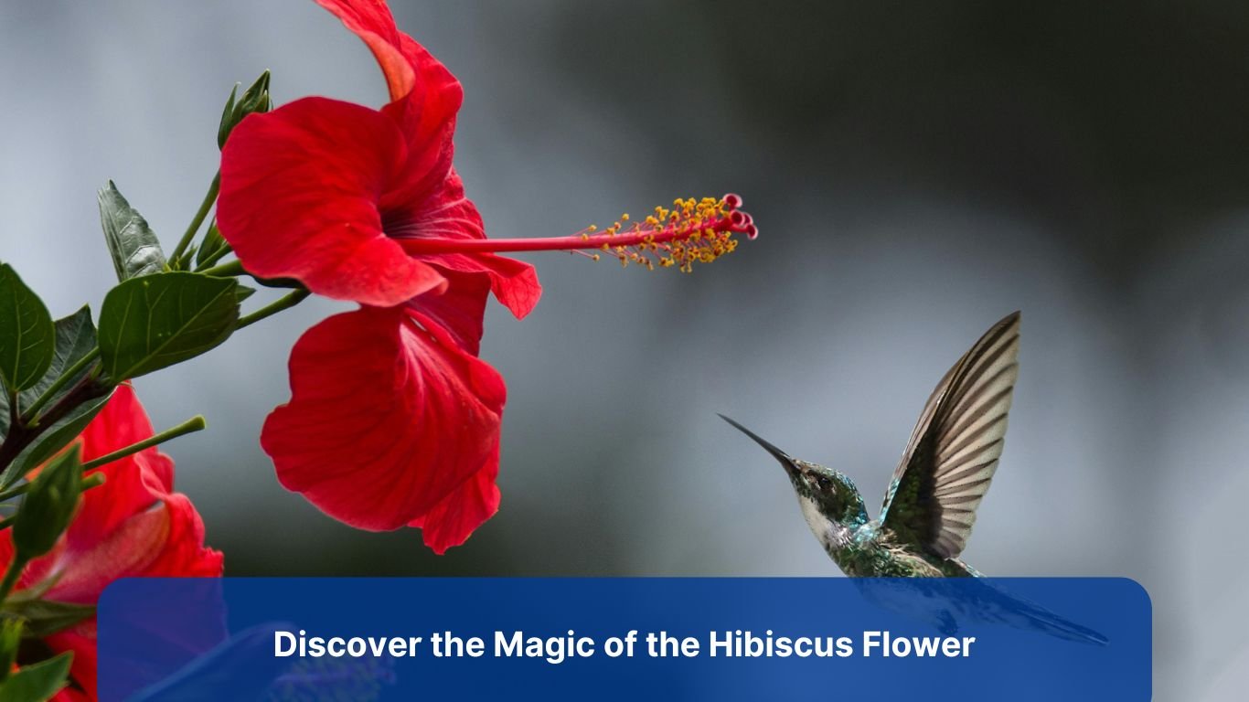 hibiscus flower